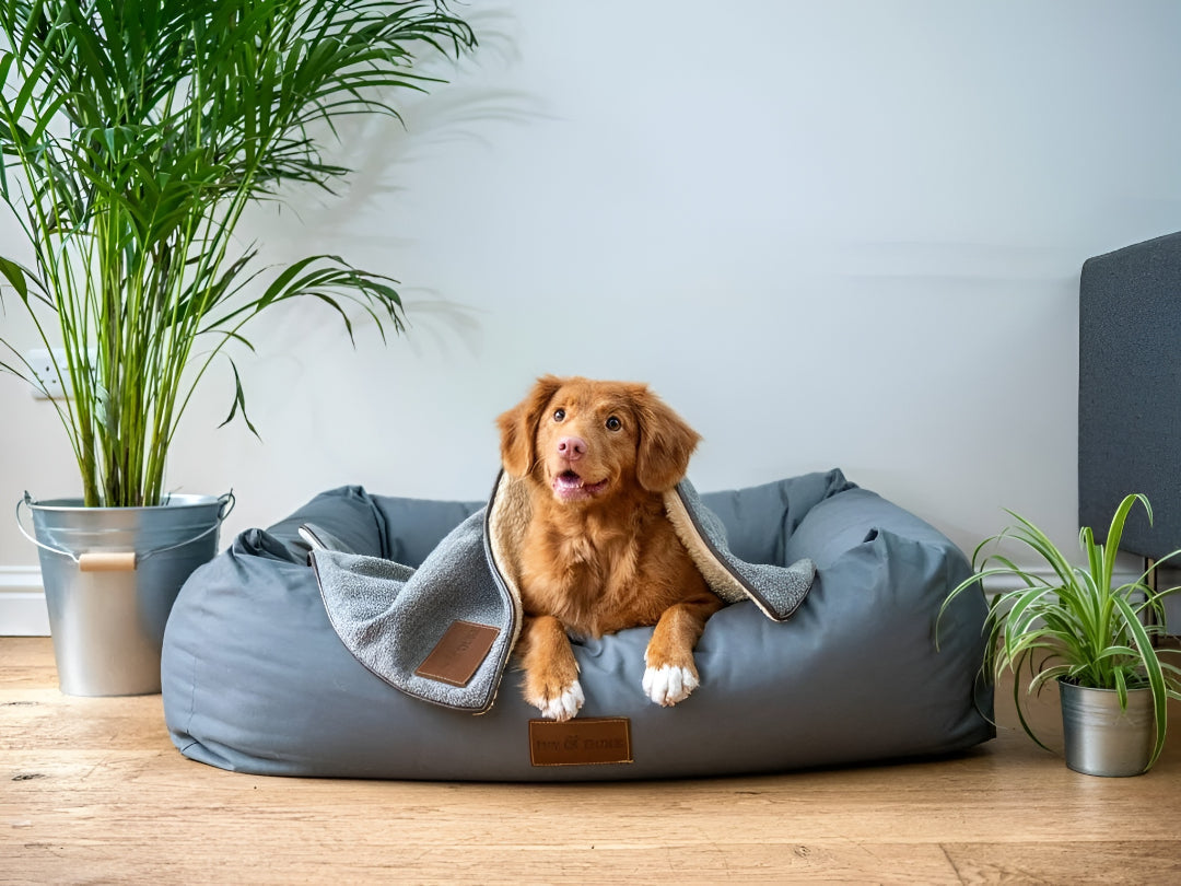 Dog Resting Spaces With Comfortable cozy Beds